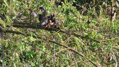 Dusky-Leaf-Monkey,-Trachypithecus-obscurus