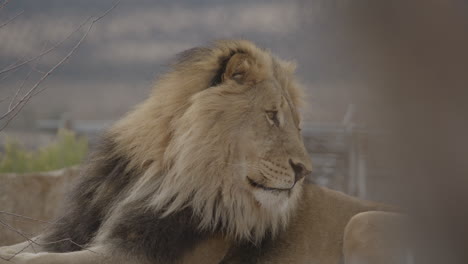 Majestic-lion-with-foreground-elements-slow-dolly