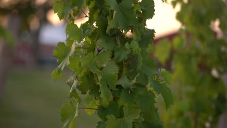 vineyard footage slow motion with green grape clusters