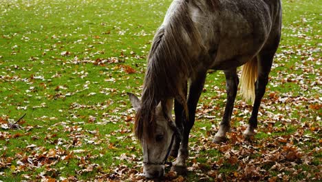 grey horse peacefully eating in a rusty, rainy landscape