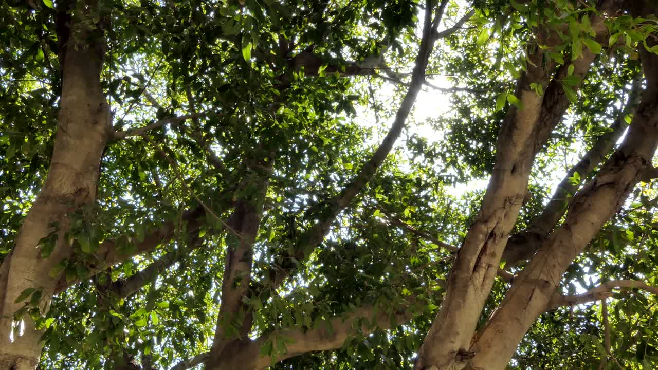 la luz del sol rompiendo a través de los árboles