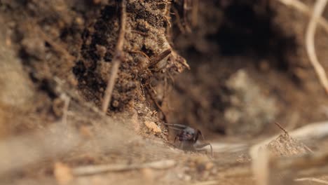 ant entering its burrow
