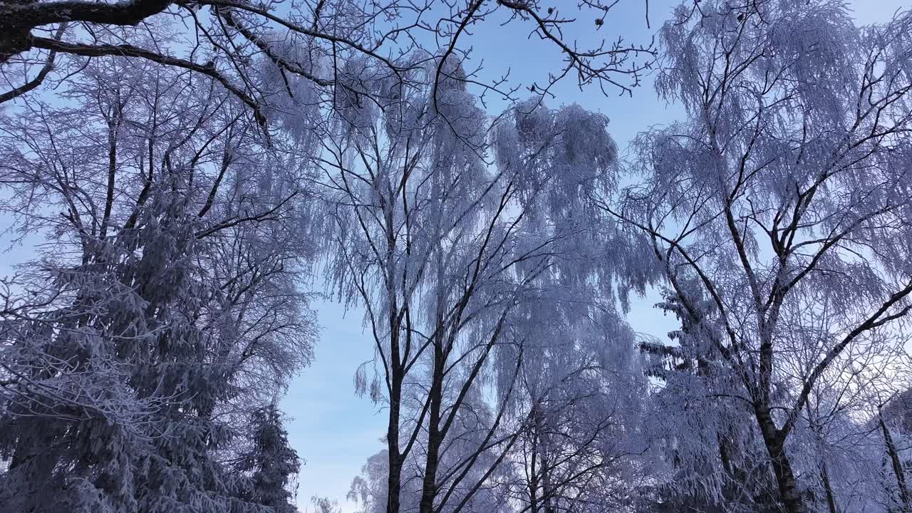 Snow-laden trees with icy branches stand tall against a crisp blue sky near Walensee, Switzerland