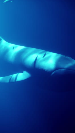 humpback whale in the deep ocean