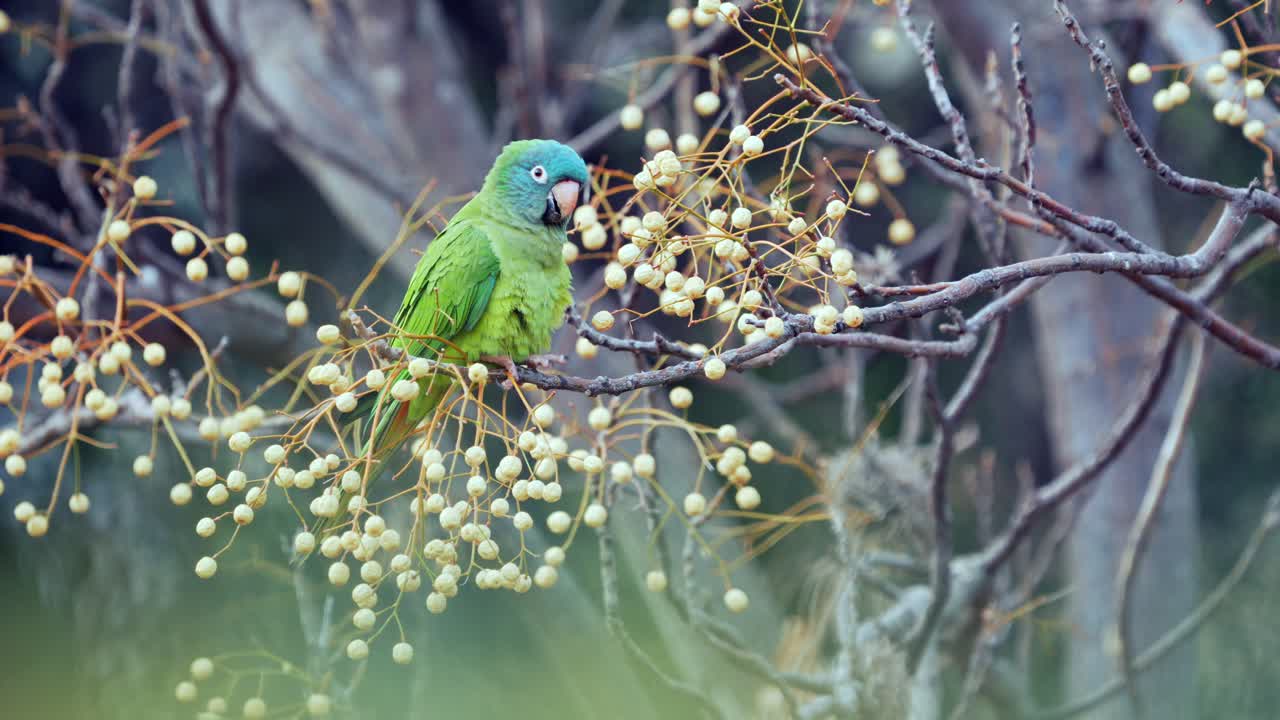 나무 가지, 자연 서식지에 앉은 파란 왕관을 쓴 잉꼬