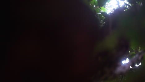 un rayo de luz solar rompiendo a través del denso dosel de hojas de la selva tropical