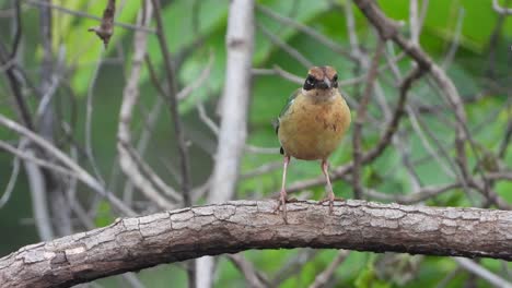 pitta indio en el bosque uhd video mp4 4k