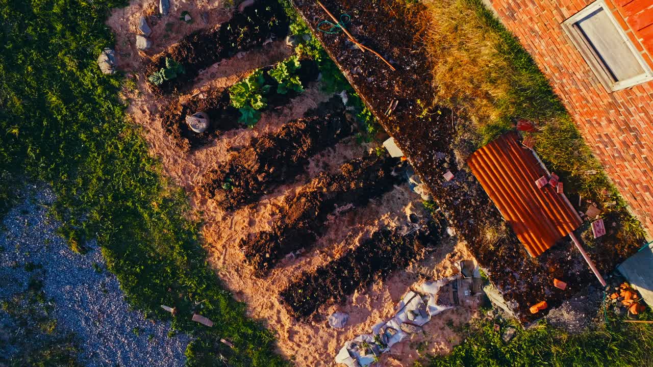 Row Of Fresh Sprout Field - Aerial Top Down