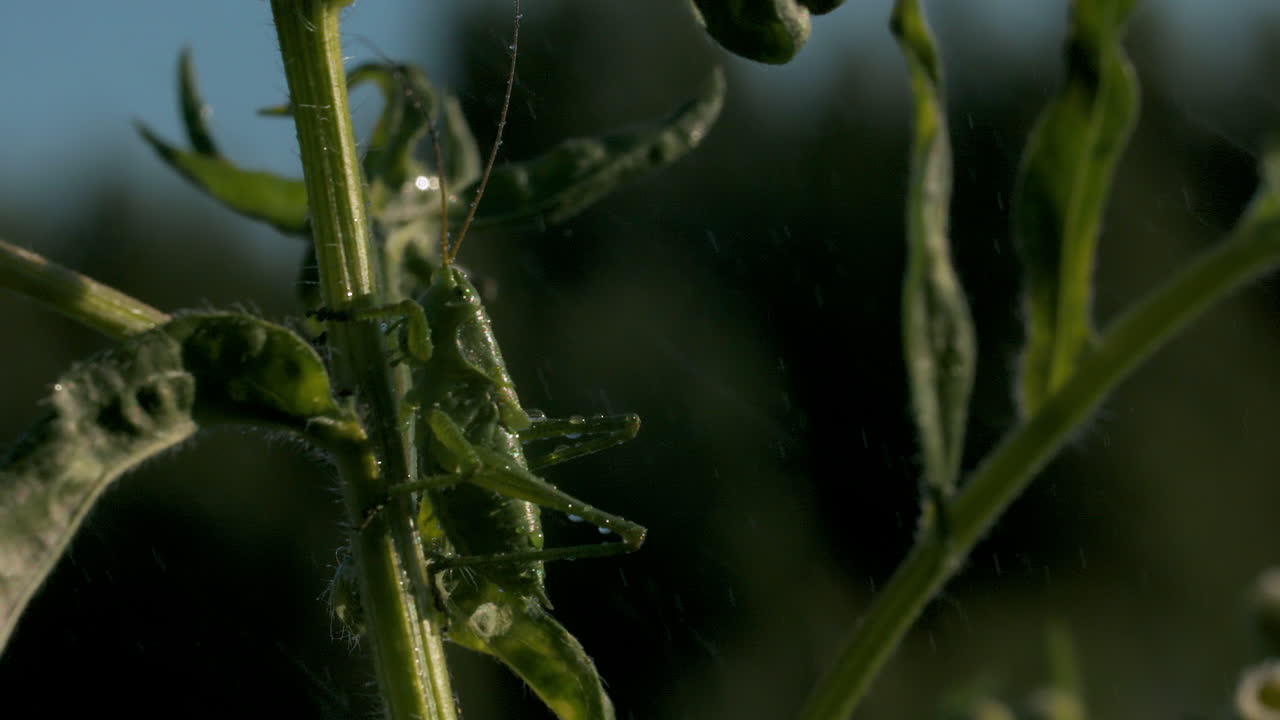 saltamontes verdes en el tallo de la planta