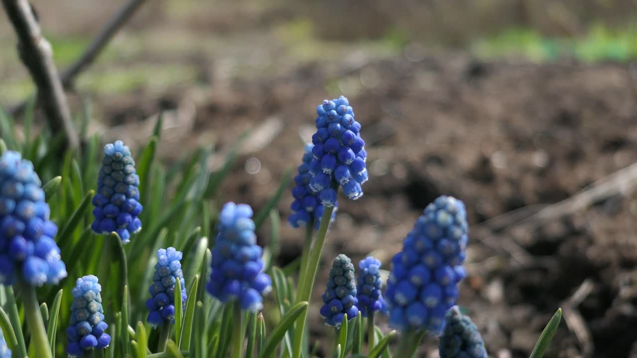 Blue flower Grape hyacinth growing in garden early spring, close up