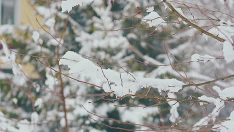 Äste-Mit-Beeren-Und-Dicker-Schmelzender-Schneeschicht