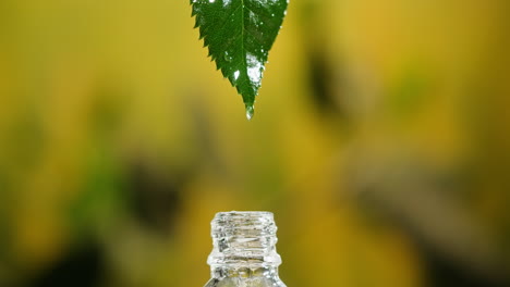 essential oil droplet on leaf
