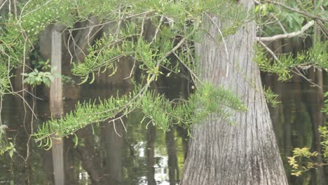 Close up of leaves of a thick bottom bald cypress tree