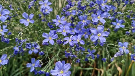 Flor-Perenne-De-Lino-Azul-Con-Ligero-Viento