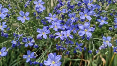 flor de lino azul perenne en el viento ligero