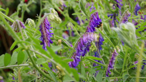 White-tailed-bumblebee,-Bombus-lucorum,-looking-for-nectar-on-flower-on-windy-sunny-day-in-garden