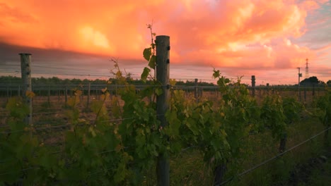 orbiting shot of a vine growing up a wooden pole at a vineyard during dusk in waipara, new zealand