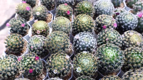 time-lapse of cacti blooming in pots.