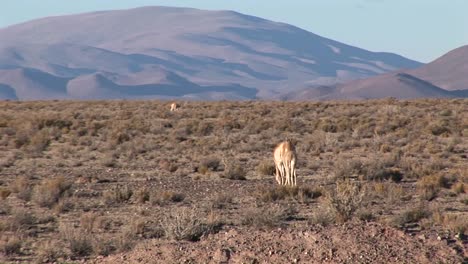 Impalas-eat-and-roam