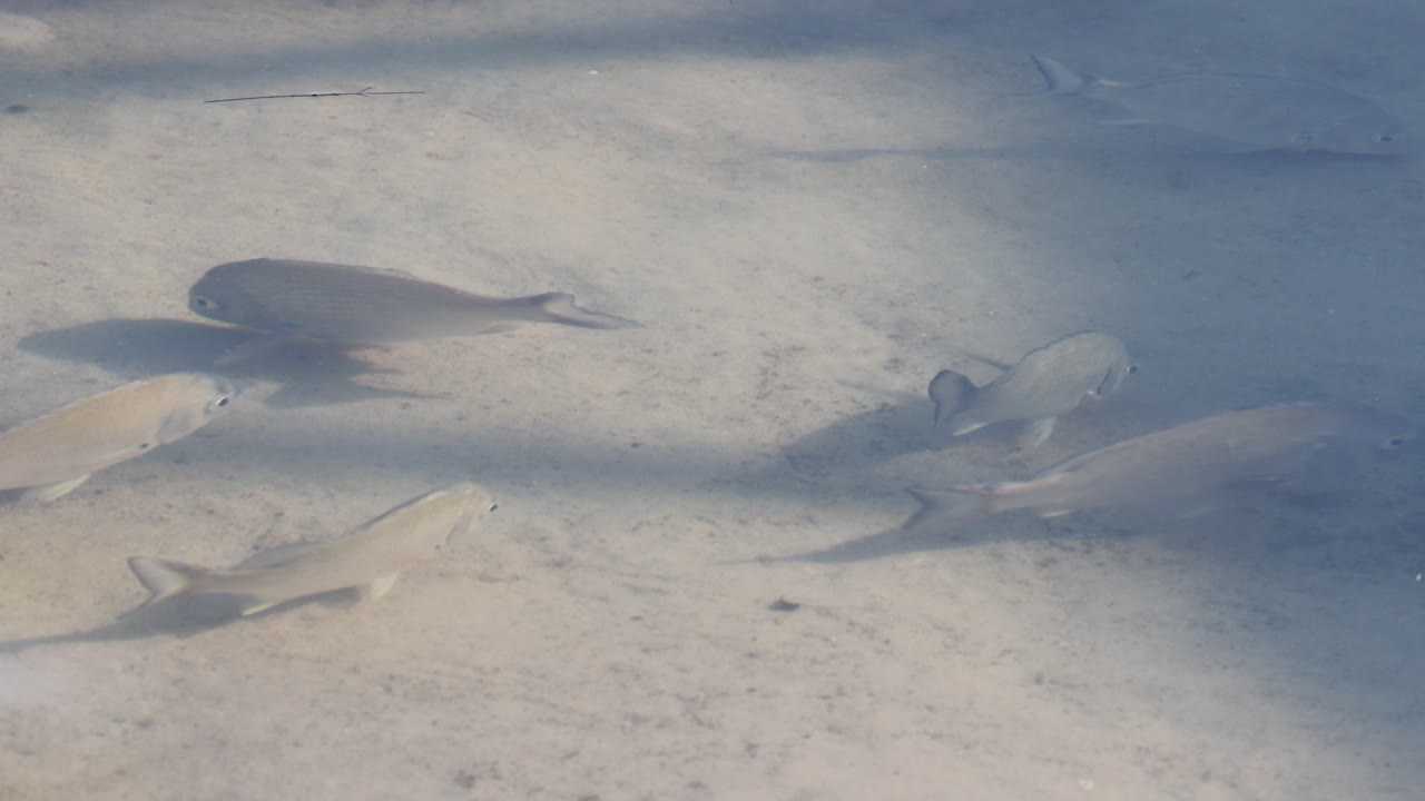 Group of fish moving through clear shallow water