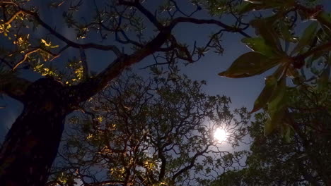 rotating view of time-lapse night sky seen through tropical mangrove trees