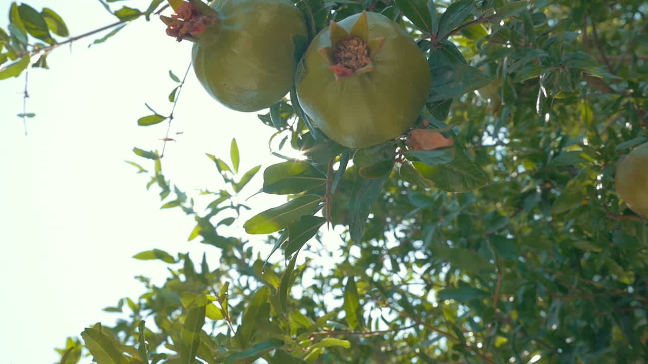 Due melograni verdi alla luce del sole