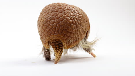 armadillo gira y se aleja de la cámara - aislado en fondo blanco