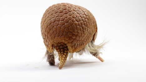 armadillo turns and walks away from camera - isolated on white background