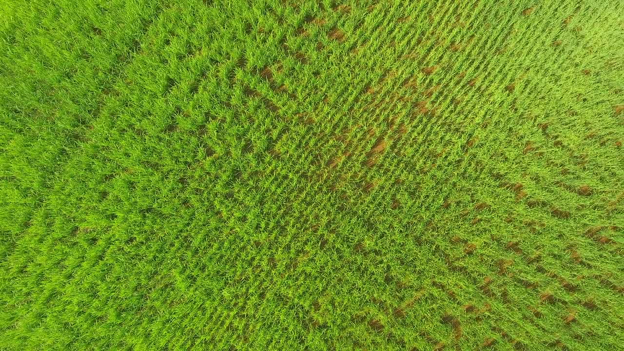 aire sobre el campo de arroz verde