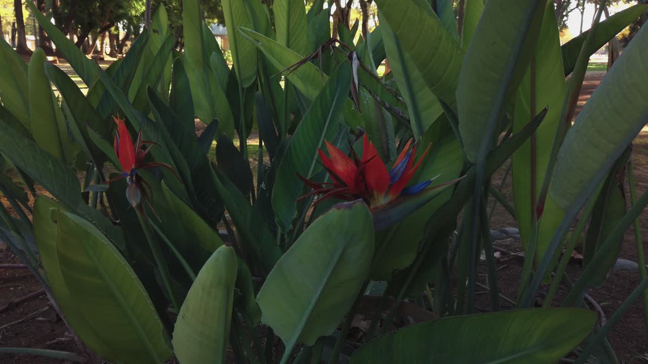 극락조 또는 크레인 꽃, strelitzia reginae, 무성한 녹색 잎