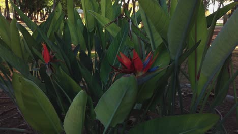 bird of paradise or crane flower, strelitzia reginae, with lush green leaves