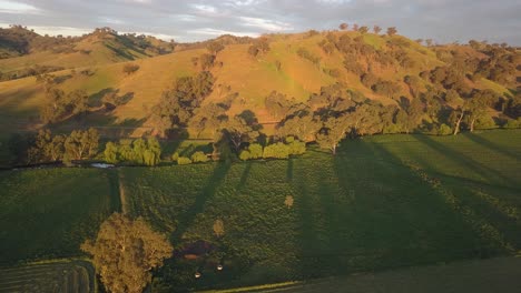 beautiful aerial view of green rolling hills of country victoria, australia