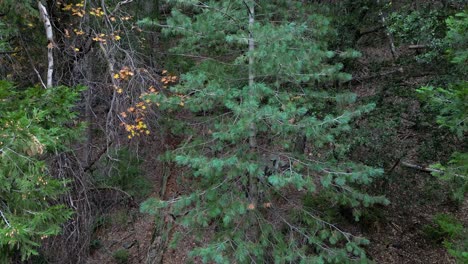 Close-Up-of-Vibrant-Evergreen-Tree-Surrounded-by-Lush-Nature