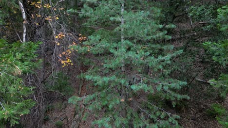 close up of vibrant evergreen tree surrounded by lush nature