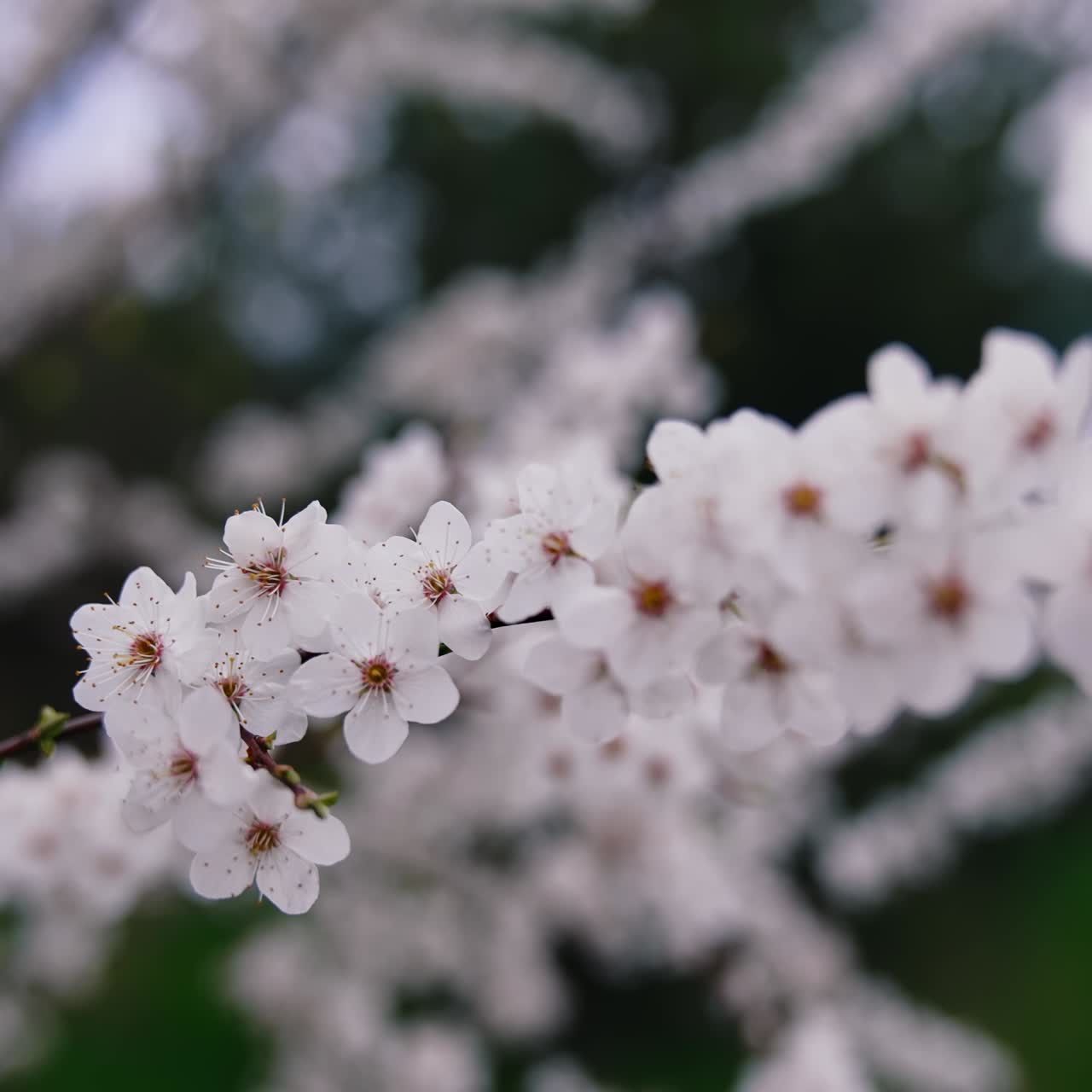 Branch of tree in bloom