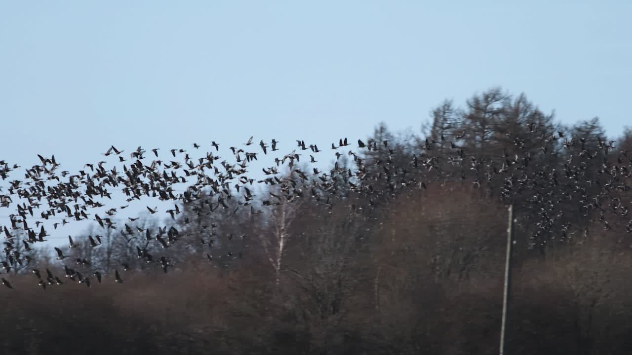miles de gansos volando sobre el campo y comiendo cereal