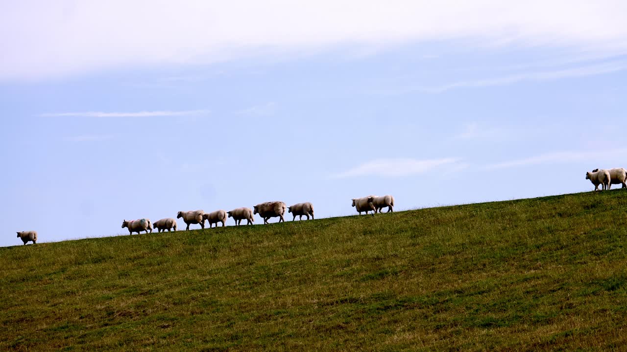Sheep at the Dike at the Peninsula Nordstrand, Schleswig-Holstein, Germany