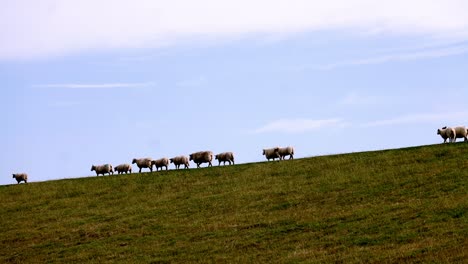 sheep at the dike at the peninsula nordstrand, schleswig-holstein, germany
