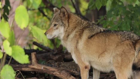 El-Lobo-(Canis-Lupus),-También-Conocido-Como-Lobo-Gris,-Es-El-Miembro-Más-Grande-De-La-Familia-Canidae.-Los-Lobos-Son-El-Miembro-Salvaje-Más-Grande-De-La-Familia-De-Los-Perros.