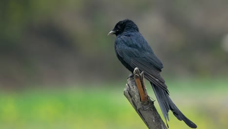 un dron negro encaramado en un palo contra un fondo borroso