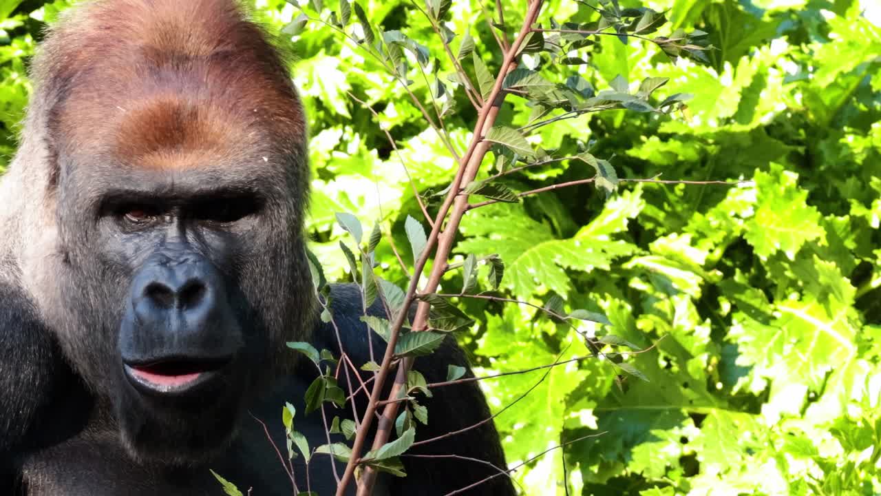 A gorilla is seen eating leaves amidst dense green foliage, showcasing its natural feeding behavior.