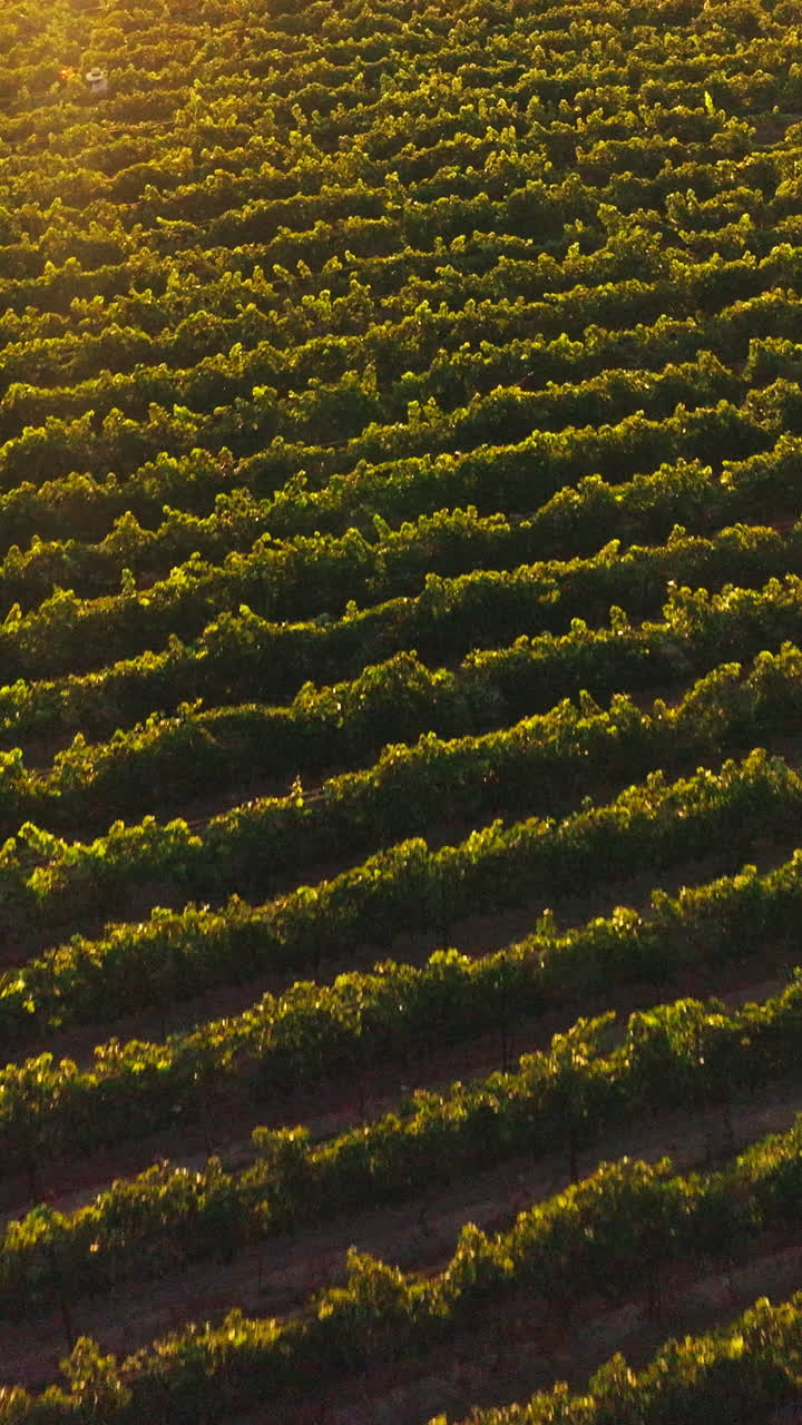 Rows of green vine in the beams of setting sun. Farmer in hat walking through the orchard row. Top view. Vertical video