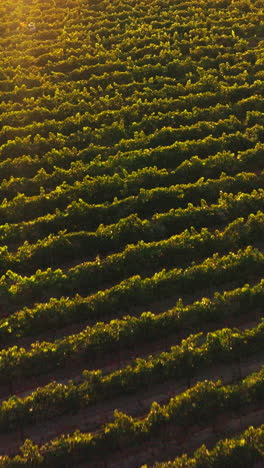 rows of green vine in the beams of setting sun. farmer in hat walking through the orchard row. top view. vertical video