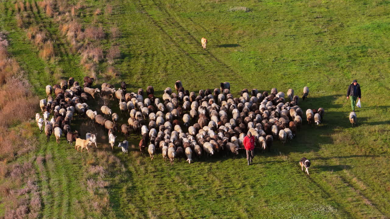 Aerial drone view of shepherds guiding a large flock of sheep through green Moldovan pastures