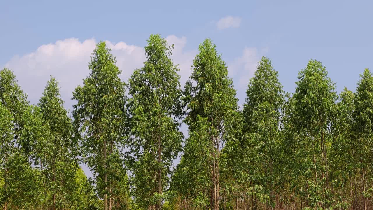 Een schilderachtig uitzicht op hoge bomen die een vredige sfeer creëren in een natuurpark