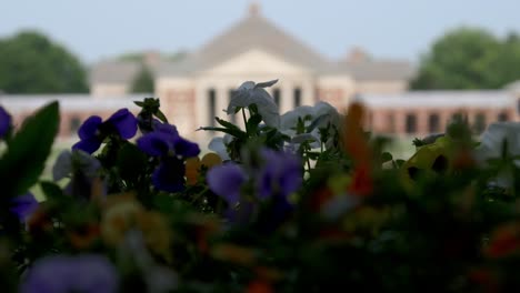 the camera rises up from a colorful flowerbed and reveals a beautiful building with columns beyond a spring, as focus pulls