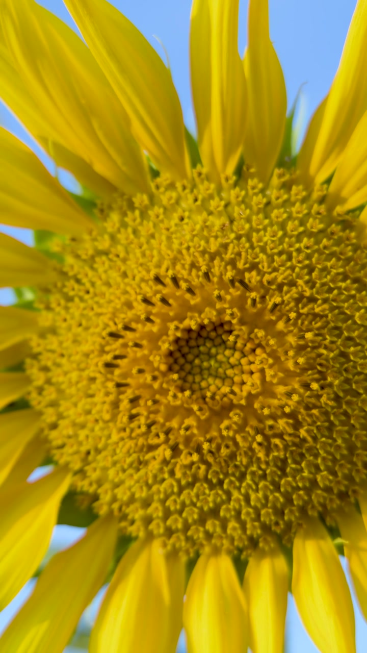 Un primo piano cattura un girasole giallo brillante che ondeggia dolcemente sotto un cielo azzurro e limpido