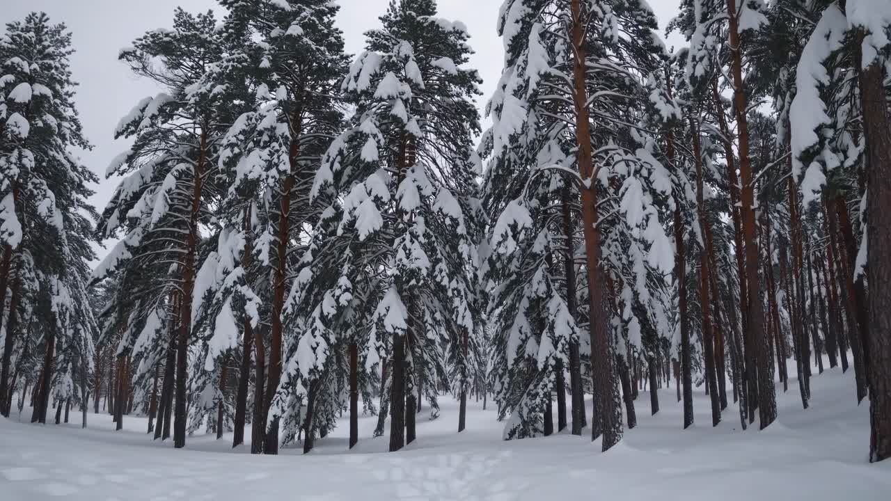 Snow-covered pine forest captured at eye level, creating a serene winter scene