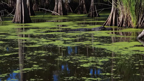 alligator in a cypress swamp