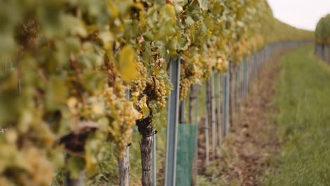 una toma cinematográfica poco profunda en la hilera de viñedos revela uvas maduras, listas para la cosecha